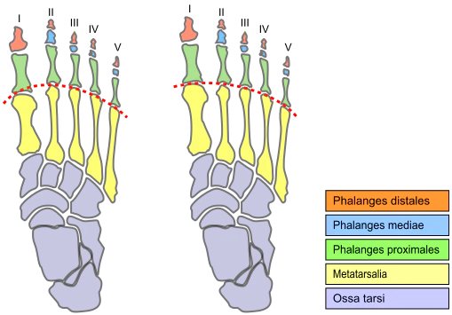 morton's toe meaning